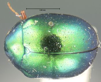 Media type: image; Entomology 17298   Aspect: habitus dorsal view